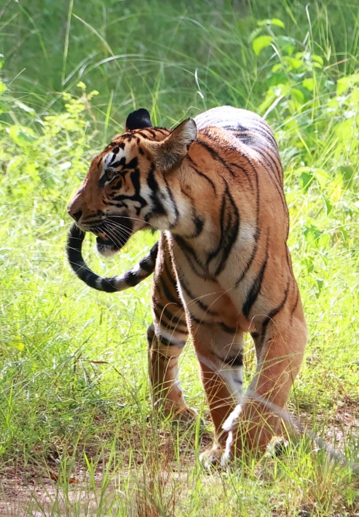 choti madhu of tadoba