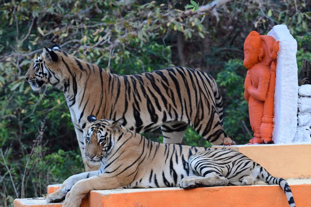 bhanushkindhi cubs