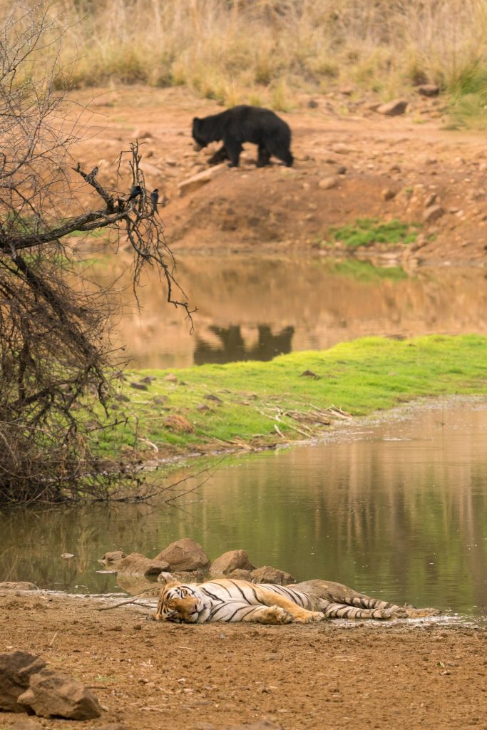 mowgli tiger of tadoba