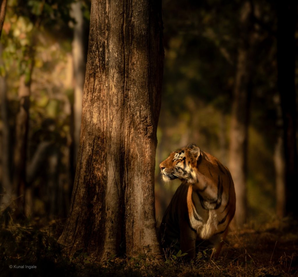 Tiger in Tadoba National Park