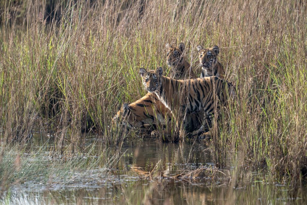 sonam tigress with cubs