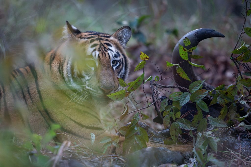 bhanushkindhi cub