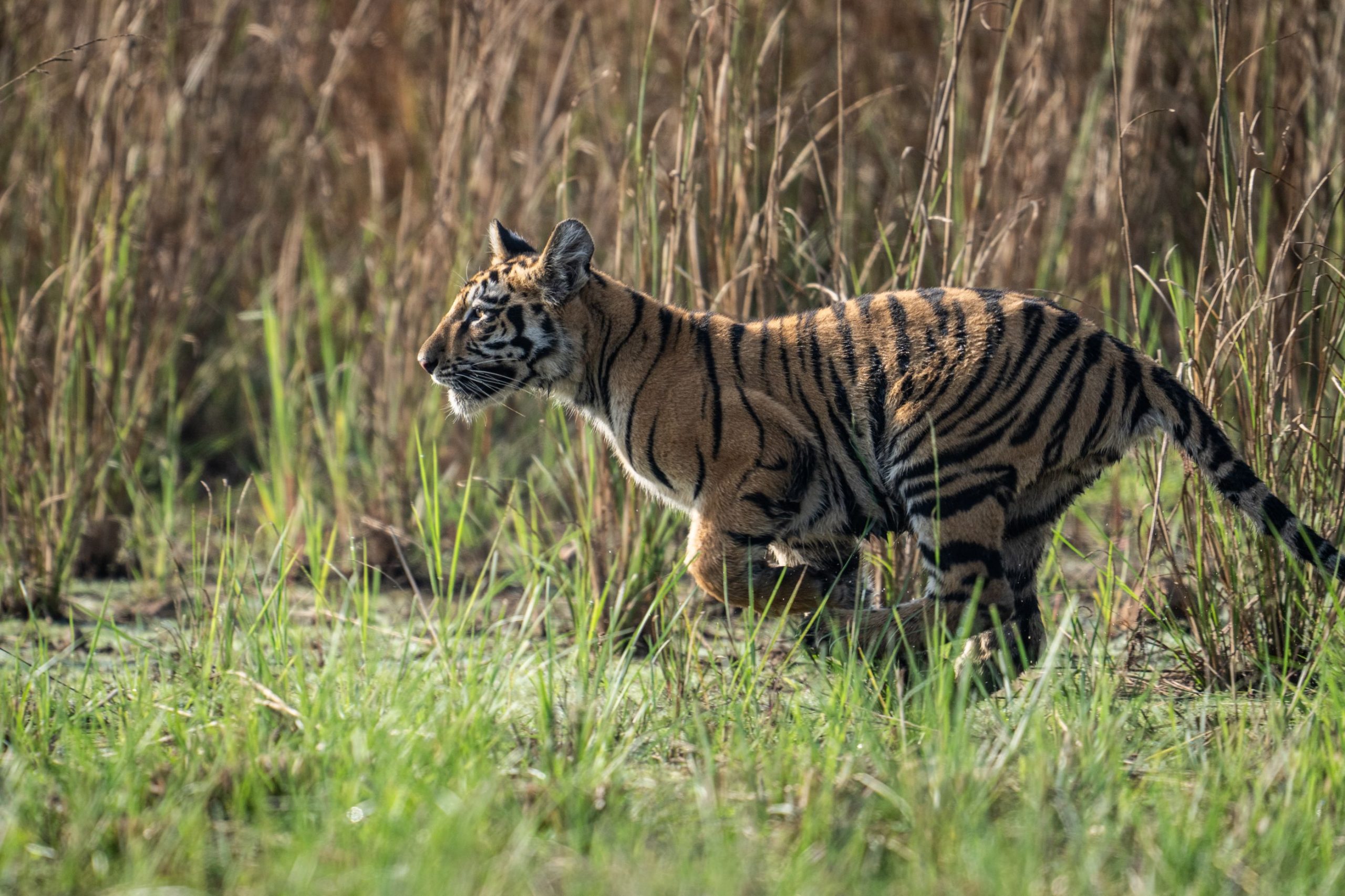 tigers of tadoba