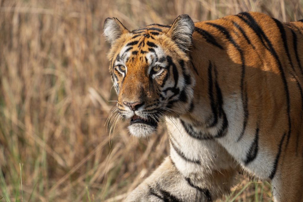 Tigers of Tadoba