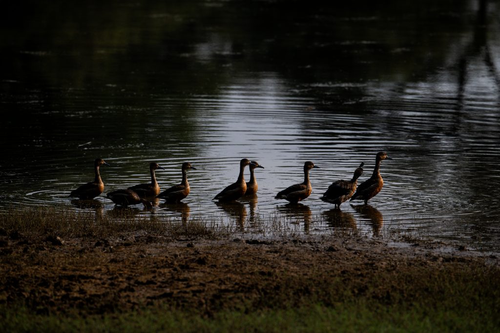 safari zones in tadoba