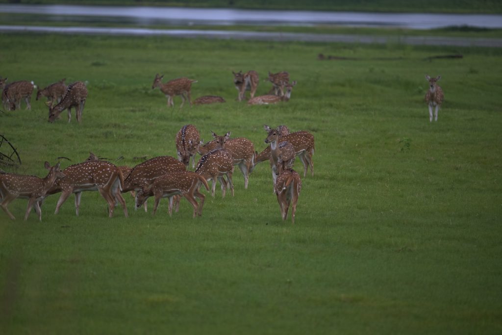 kolara safari zones in tadoba