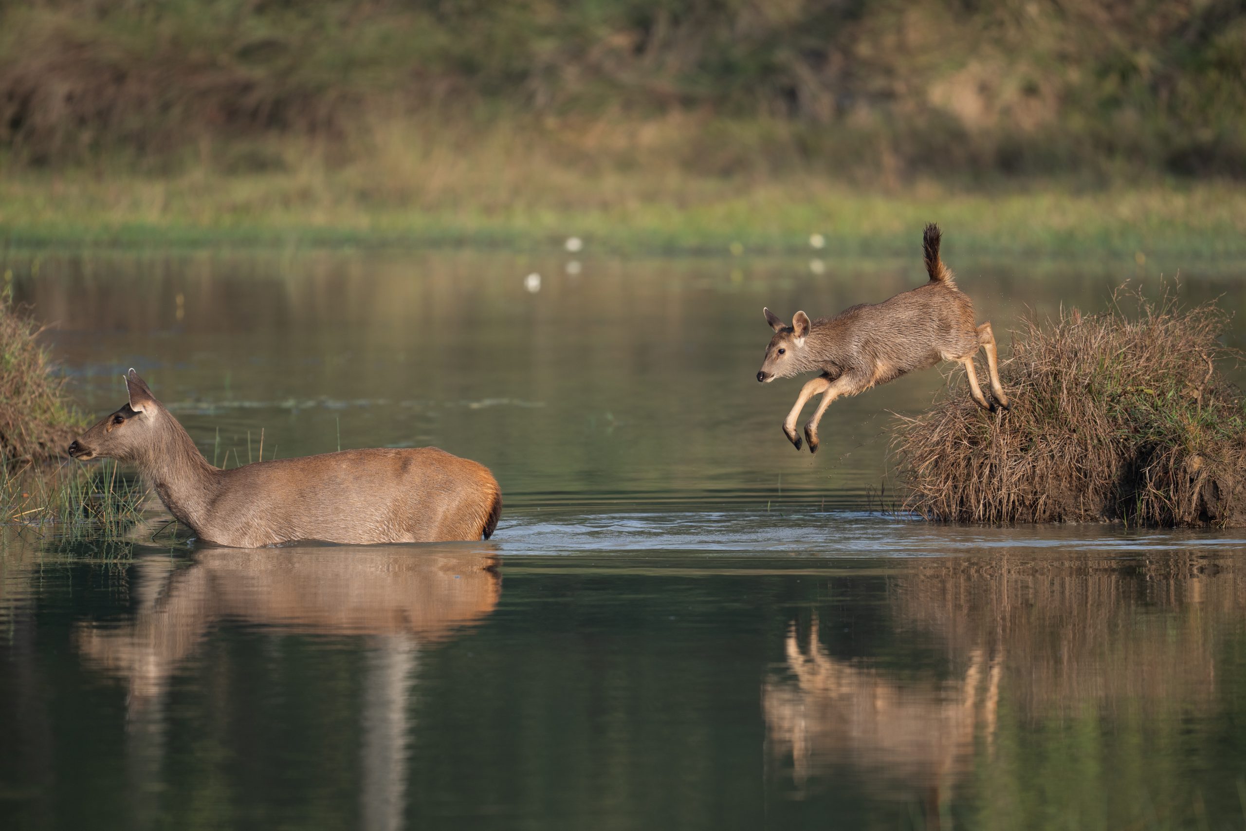 safari zones in tadoba