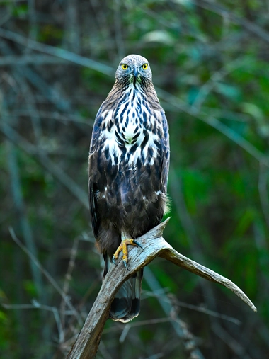 tadoba bird photography