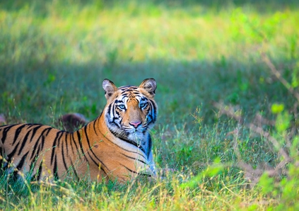 tiger safari near tadoba