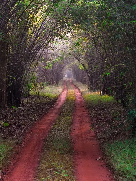 tadoba nature walk