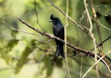 tadoba pench tour 