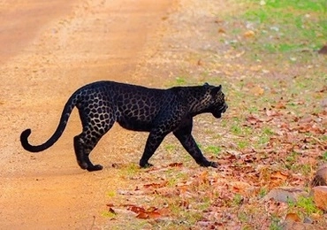 wildlife safari in tadoba