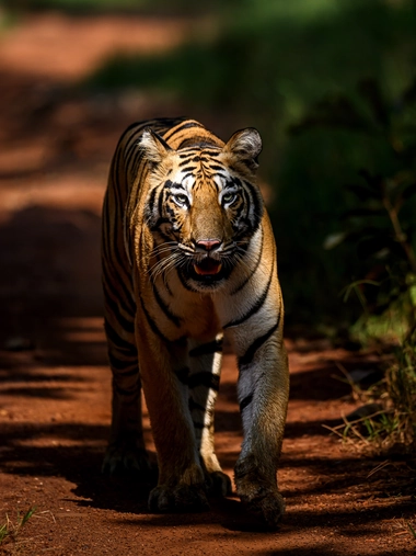 jungle safari in tadoba 