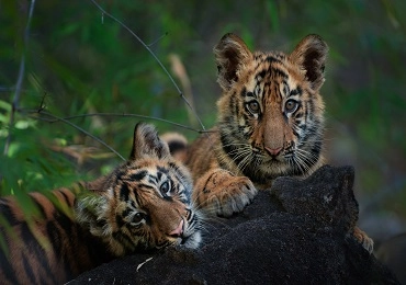 photo tour near tadoba resort