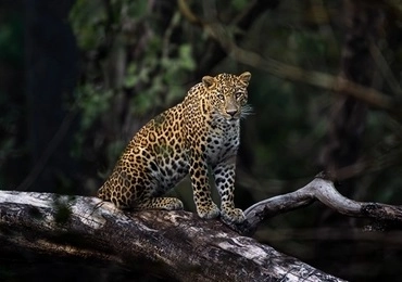 satpura tadoba resort