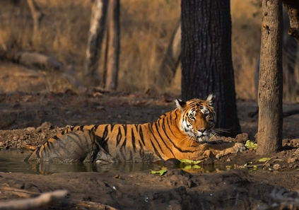 tribal heritage of tadoba.jpg